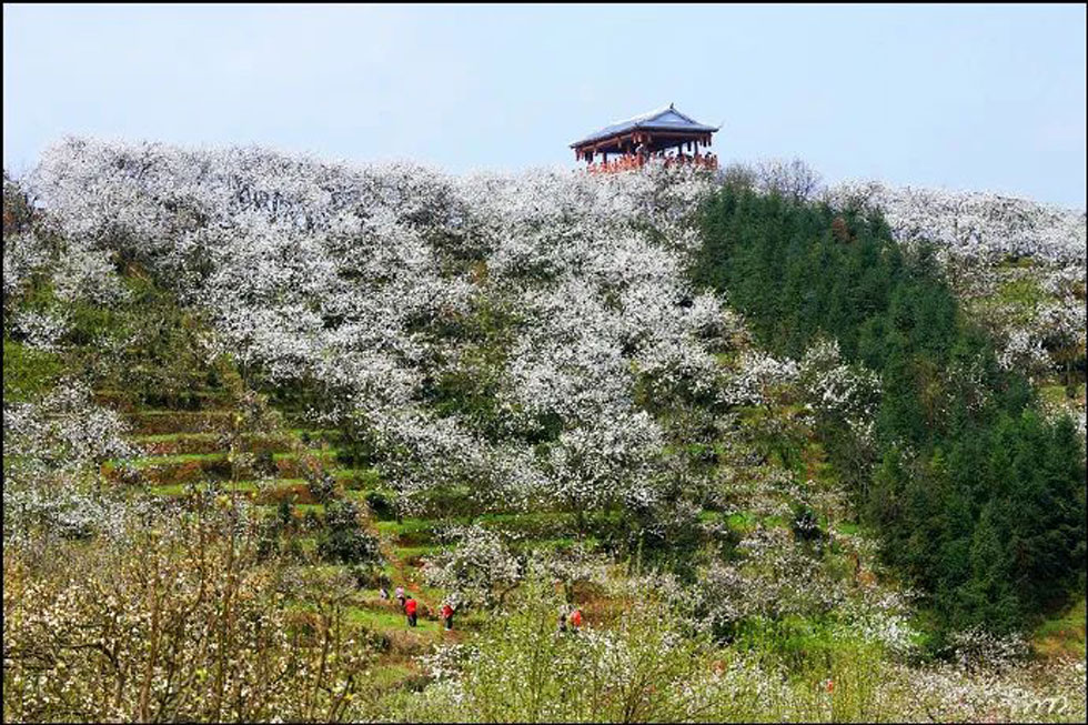 【春天，广西桂林灌阳县向您发出邀请！】我们在灌阳看梨花 - 游山玩水 - 香港生活社区 - 香港28生活网 hk.28life.net
