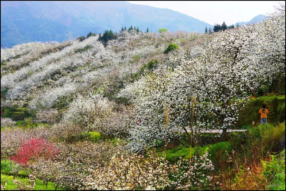 【春天，广西桂林灌阳县向您发出邀请！】我们在灌阳看梨花 - 游山玩水 - 香港生活社区 - 香港28生活网 hk.28life.net