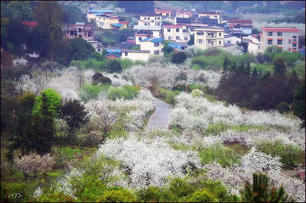 【春天，广西桂林灌阳县向您发出邀请！】我们在灌阳看梨花 - 游山玩水 - 香港生活社区 - 香港28生活网 hk.28life.net