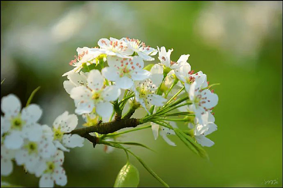 【春天，广西桂林灌阳县向您发出邀请！】我们在灌阳看梨花 - 游山玩水 - 香港生活社区 - 香港28生活网 hk.28life.net