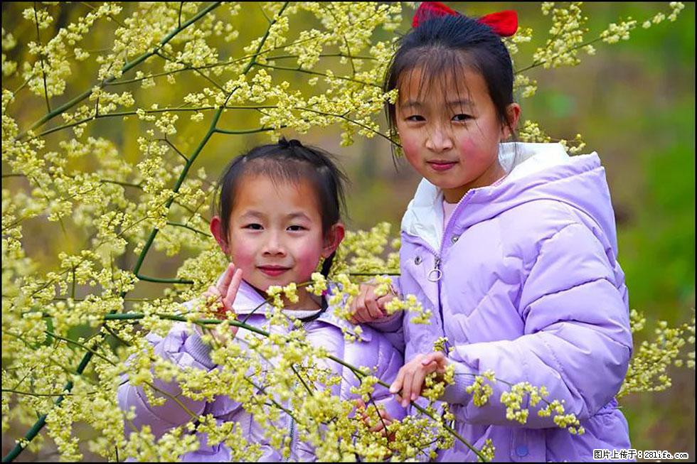 【春天，广西桂林灌阳县向您发出邀请！】米珠山前有片山苍子花在飘香 - 游山玩水 - 香港生活社区 - 香港28生活网 hk.28life.net