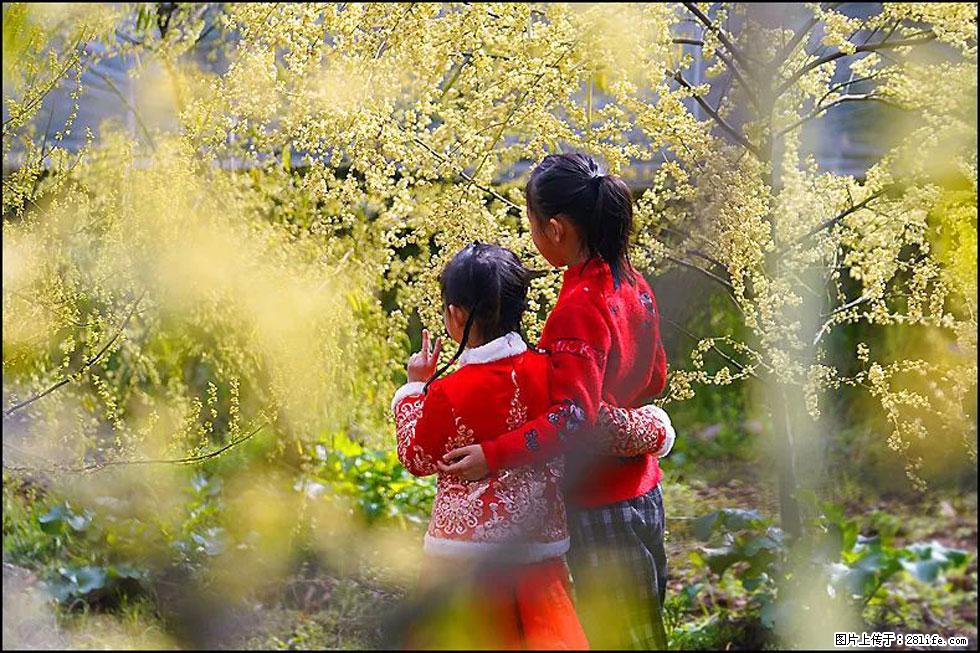 【春天，广西桂林灌阳县向您发出邀请！】米珠山前有片山苍子花在飘香 - 游山玩水 - 香港生活社区 - 香港28生活网 hk.28life.net