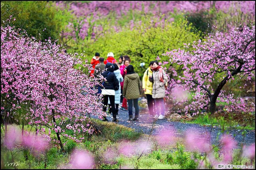 【春天，广西桂林灌阳县向您发出邀请！】官庄村有个醉美的桃花园 - 游山玩水 - 香港生活社区 - 香港28生活网 hk.28life.net
