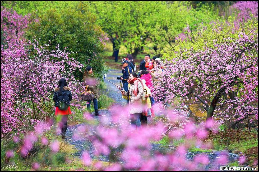 【春天，广西桂林灌阳县向您发出邀请！】官庄村有个醉美的桃花园 - 游山玩水 - 香港生活社区 - 香港28生活网 hk.28life.net