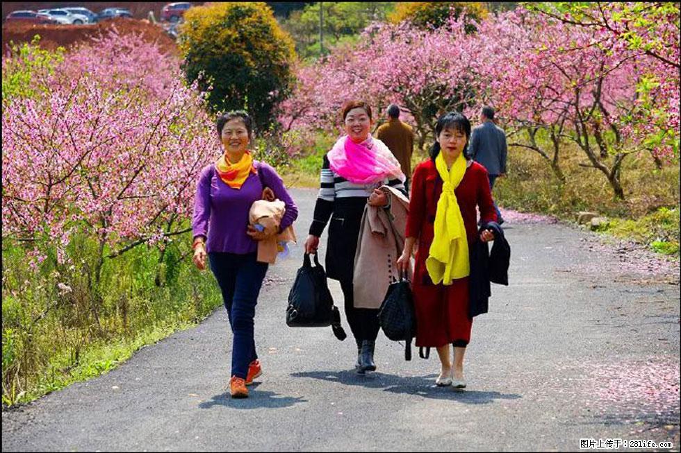 【春天，广西桂林灌阳县向您发出邀请！】官庄村有个醉美的桃花园 - 游山玩水 - 香港生活社区 - 香港28生活网 hk.28life.net