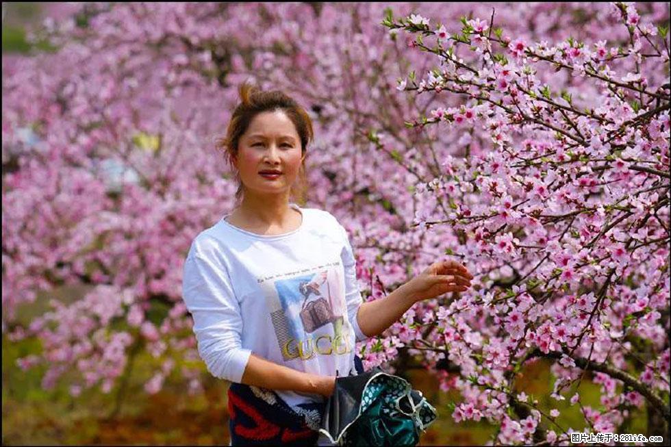 【春天，广西桂林灌阳县向您发出邀请！】官庄村有个醉美的桃花园 - 游山玩水 - 香港生活社区 - 香港28生活网 hk.28life.net