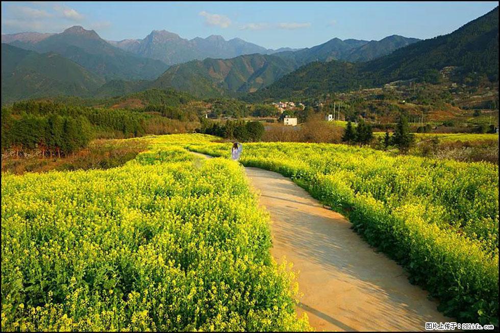 【春天，广西桂林灌阳县向您发出邀请！】长坪村油菜盛情花开 - 游山玩水 - 香港生活社区 - 香港28生活网 hk.28life.net