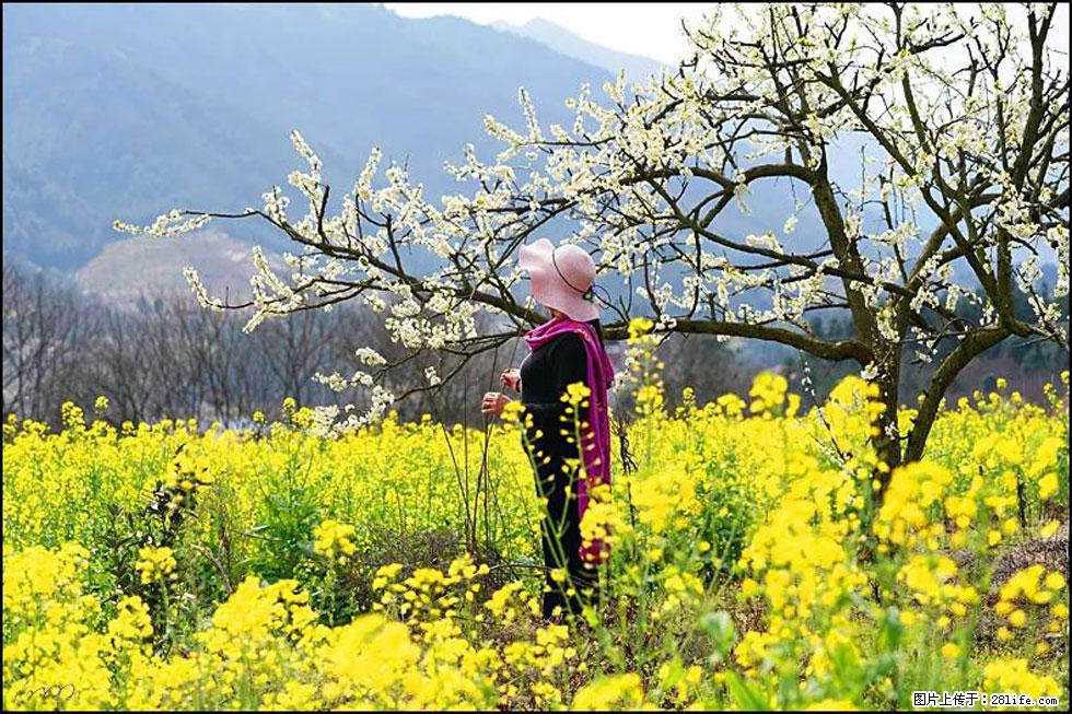 【春天，广西桂林灌阳县向您发出邀请！】长坪村油菜盛情花开 - 游山玩水 - 香港生活社区 - 香港28生活网 hk.28life.net