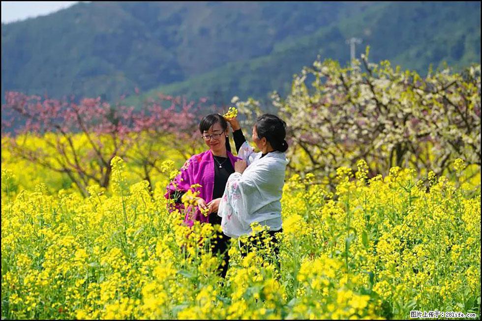 【春天，广西桂林灌阳县向您发出邀请！】长坪村油菜盛情花开 - 游山玩水 - 香港生活社区 - 香港28生活网 hk.28life.net