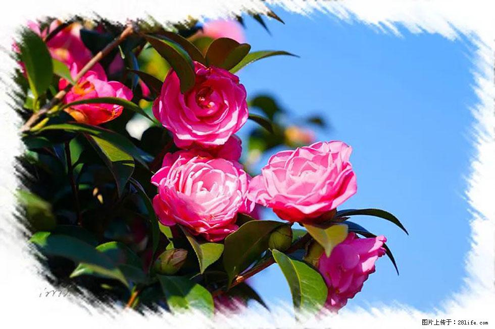 【春天，广西桂林灌阳县向您发出邀请！】杨柳井茶花惹人爱 - 游山玩水 - 香港生活社区 - 香港28生活网 hk.28life.net