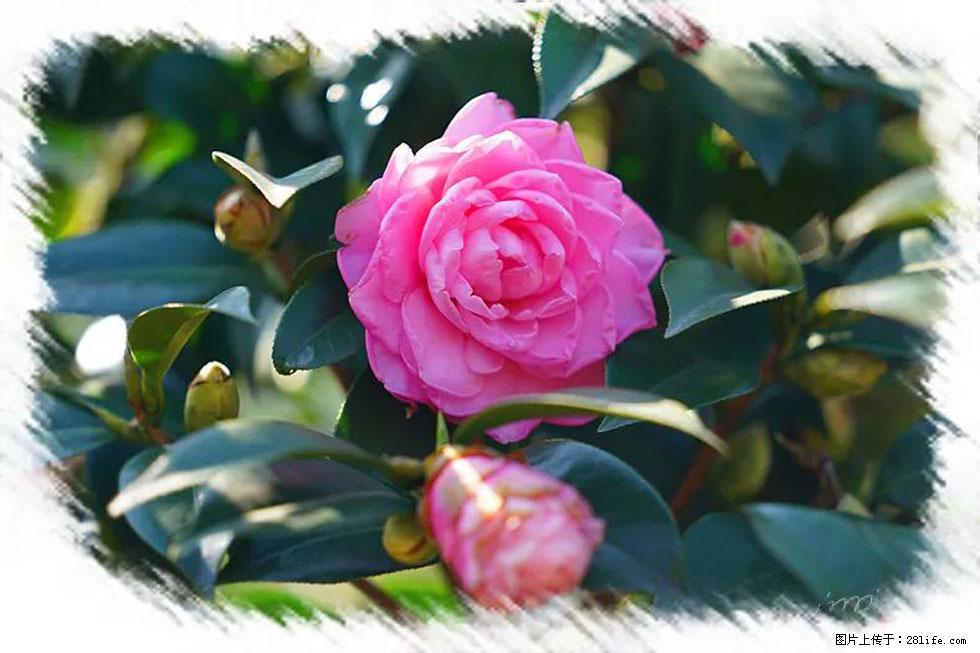 【春天，广西桂林灌阳县向您发出邀请！】杨柳井茶花惹人爱 - 游山玩水 - 香港生活社区 - 香港28生活网 hk.28life.net
