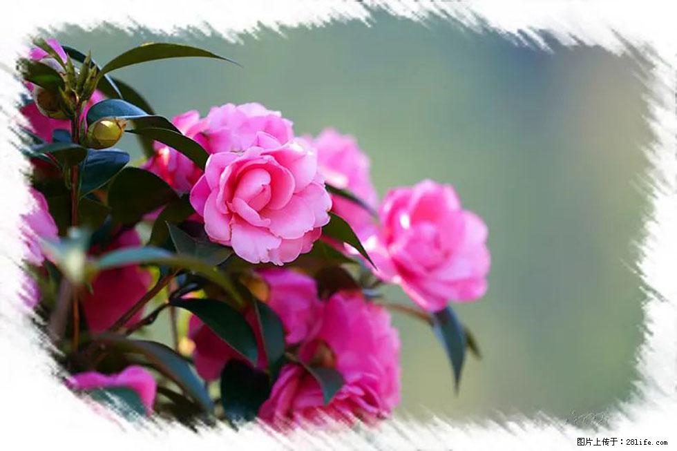 【春天，广西桂林灌阳县向您发出邀请！】杨柳井茶花惹人爱 - 游山玩水 - 香港生活社区 - 香港28生活网 hk.28life.net