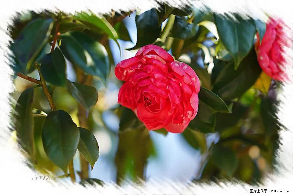 【春天，广西桂林灌阳县向您发出邀请！】杨柳井茶花惹人爱 - 游山玩水 - 香港生活社区 - 香港28生活网 hk.28life.net