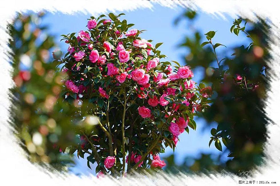 【春天，广西桂林灌阳县向您发出邀请！】杨柳井茶花惹人爱 - 游山玩水 - 香港生活社区 - 香港28生活网 hk.28life.net