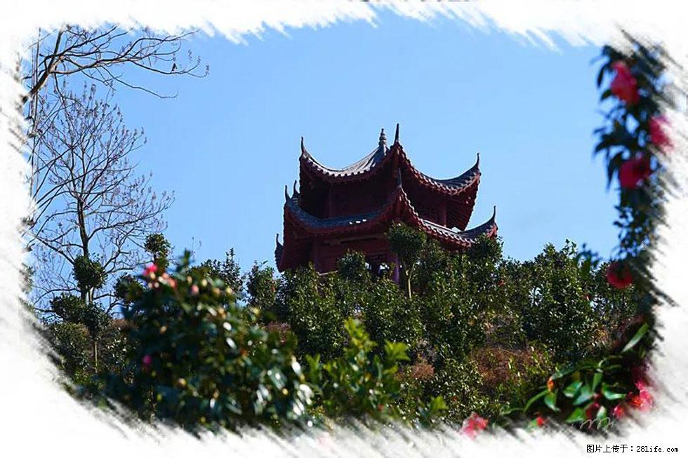 【春天，广西桂林灌阳县向您发出邀请！】杨柳井茶花惹人爱 - 游山玩水 - 香港生活社区 - 香港28生活网 hk.28life.net