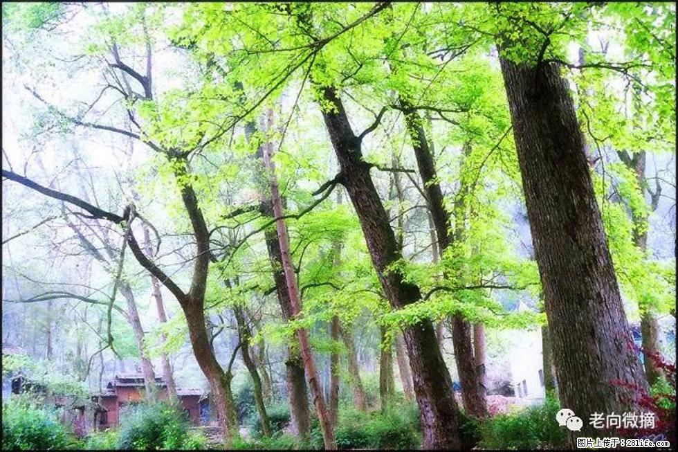 【春天，广西桂林灌阳县向您发出邀请！】在小龙村与春天约会 - 游山玩水 - 香港生活社区 - 香港28生活网 hk.28life.net