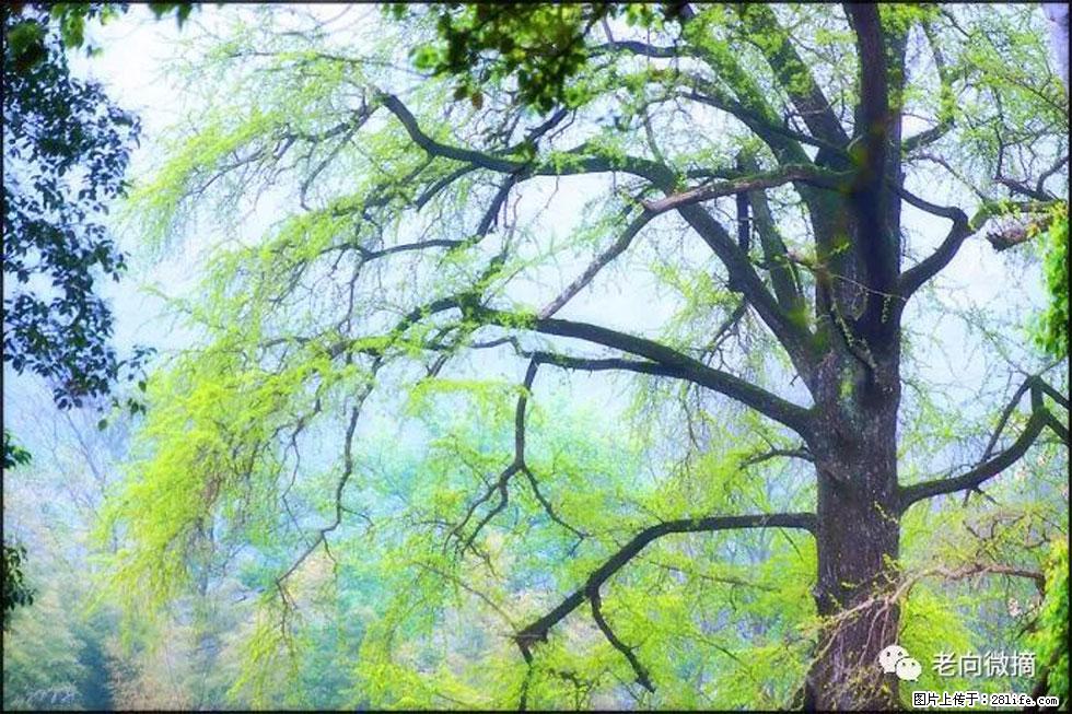【春天，广西桂林灌阳县向您发出邀请！】在小龙村与春天约会 - 游山玩水 - 香港生活社区 - 香港28生活网 hk.28life.net