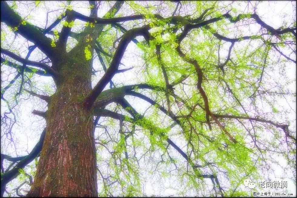 【春天，广西桂林灌阳县向您发出邀请！】在小龙村与春天约会 - 游山玩水 - 香港生活社区 - 香港28生活网 hk.28life.net