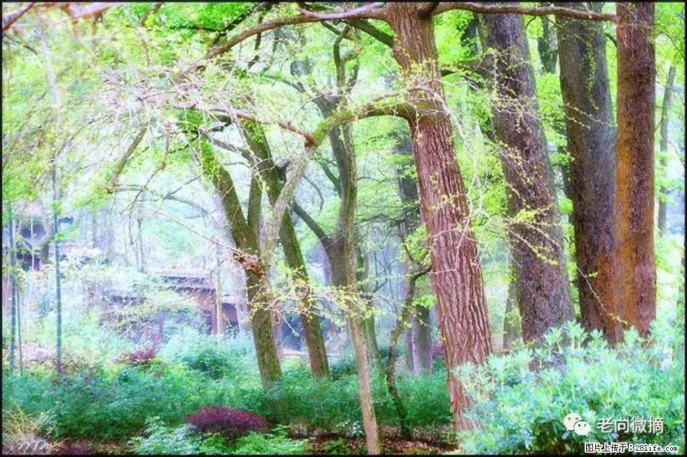 【春天，广西桂林灌阳县向您发出邀请！】在小龙村与春天约会 - 游山玩水 - 香港生活社区 - 香港28生活网 hk.28life.net