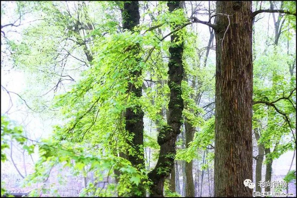 【春天，广西桂林灌阳县向您发出邀请！】在小龙村与春天约会 - 游山玩水 - 香港生活社区 - 香港28生活网 hk.28life.net