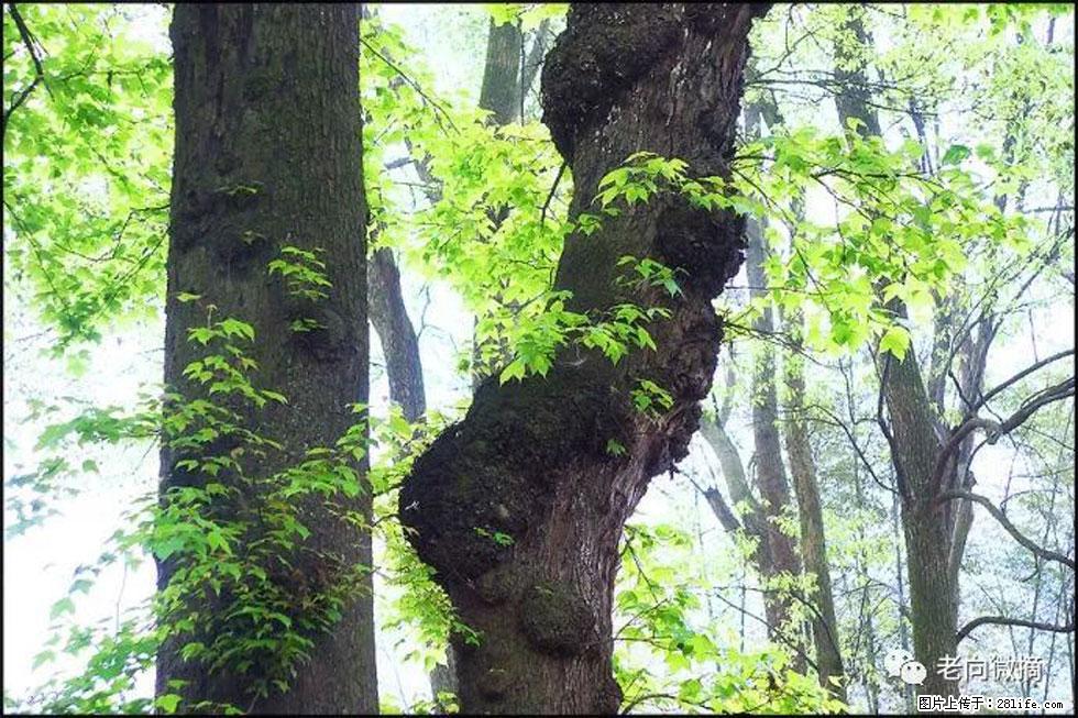 【春天，广西桂林灌阳县向您发出邀请！】在小龙村与春天约会 - 游山玩水 - 香港生活社区 - 香港28生活网 hk.28life.net