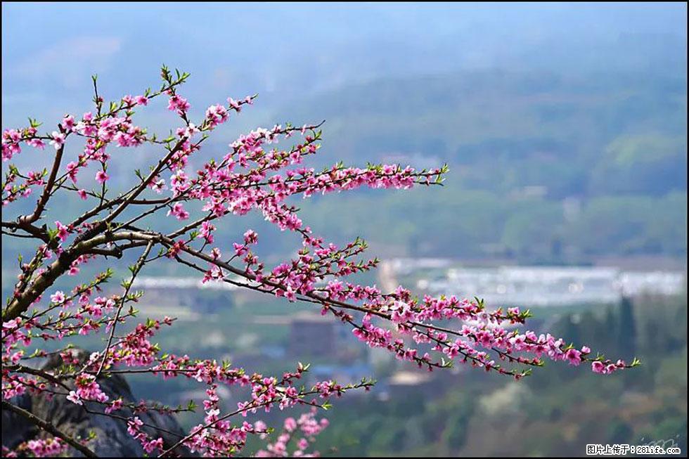 【春天，广西桂林灌阳县向您发出邀请！】望月岭上桃花开 - 游山玩水 - 香港生活社区 - 香港28生活网 hk.28life.net