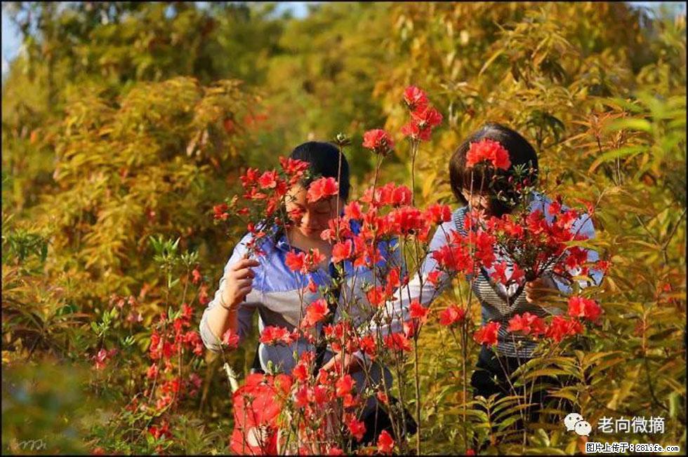 【春天，广西桂林灌阳县向您发出邀请！】登麒麟山，相约映山红 - 游山玩水 - 香港生活社区 - 香港28生活网 hk.28life.net