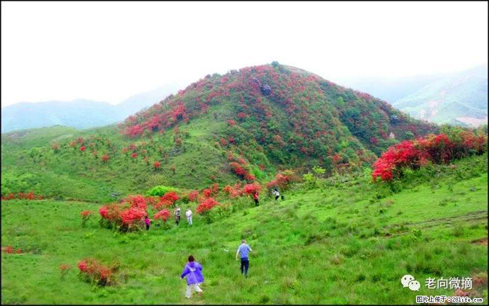 【春天，广西桂林灌阳县向您发出邀请！】宝盖山上映山红 - 游山玩水 - 香港生活社区 - 香港28生活网 hk.28life.net