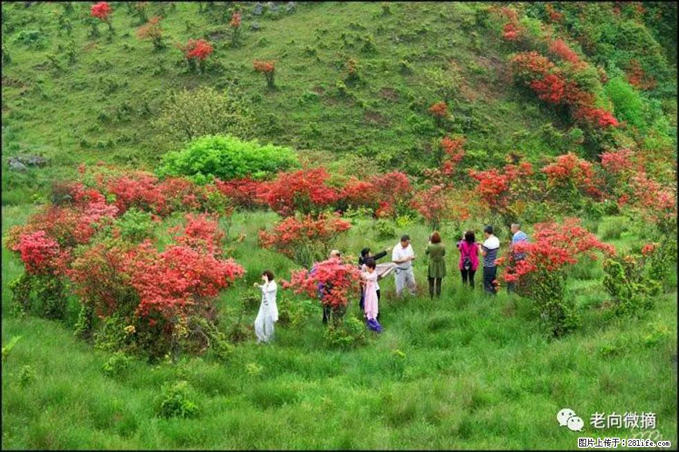 【春天，广西桂林灌阳县向您发出邀请！】宝盖山上映山红 - 游山玩水 - 香港生活社区 - 香港28生活网 hk.28life.net