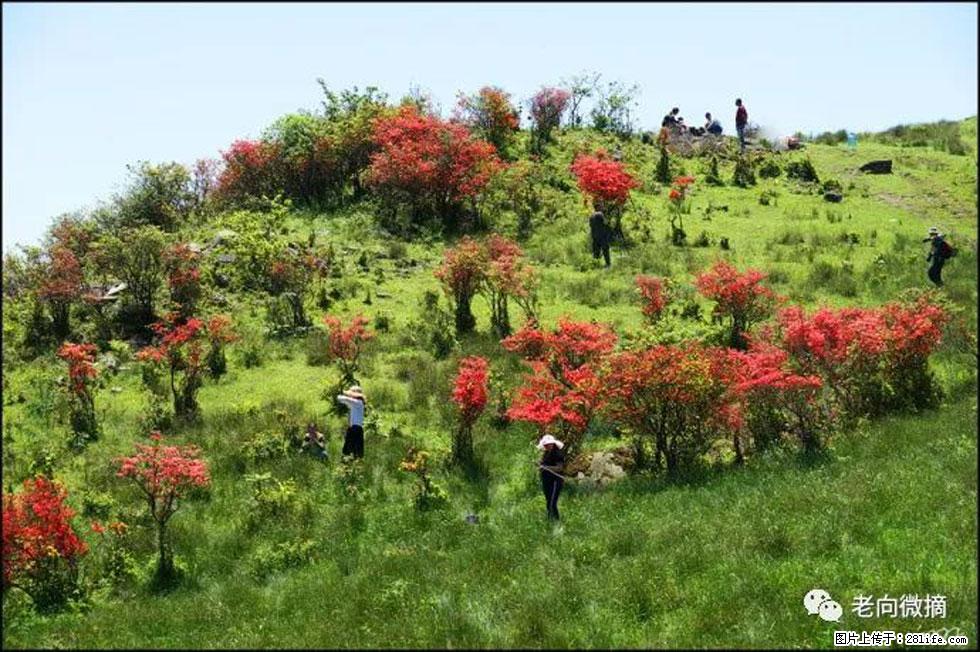 【春天，广西桂林灌阳县向您发出邀请！】宝盖山上映山红 - 游山玩水 - 香港生活社区 - 香港28生活网 hk.28life.net