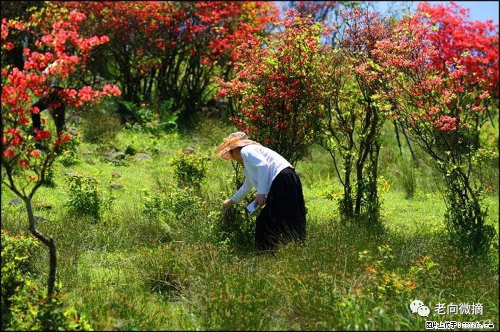 【春天，广西桂林灌阳县向您发出邀请！】宝盖山上映山红 - 游山玩水 - 香港生活社区 - 香港28生活网 hk.28life.net