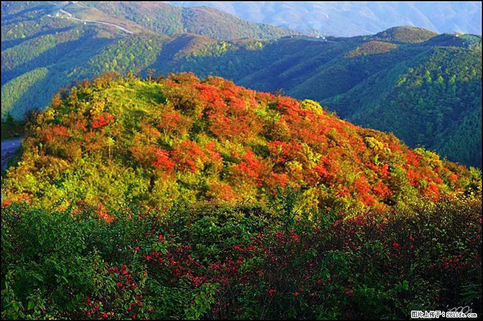 【春天，广西桂林灌阳县向您发出邀请！】春木界上映山红 - 游山玩水 - 香港生活社区 - 香港28生活网 hk.28life.net