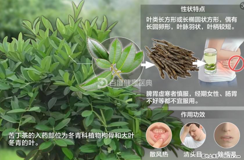 苦丁茶有哪些功效和作用 - 生活百科 - 香港生活社区 - 香港28生活网 hk.28life.net