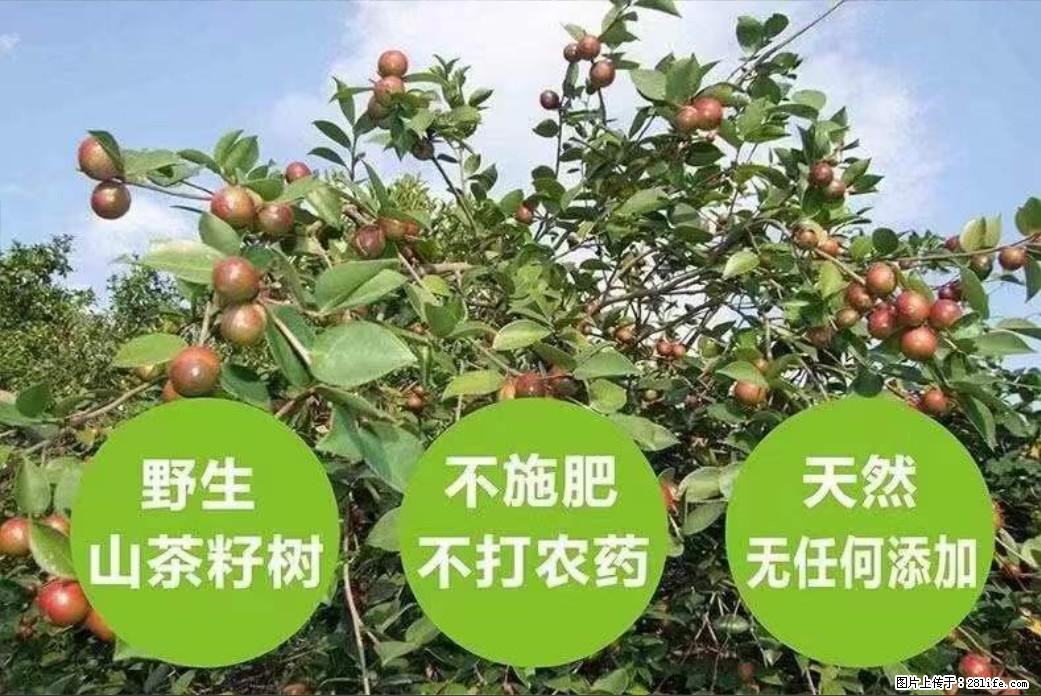 【灌阳县油茶产业示范区】一个有着充实的精神生活的人，对待身外之物自会有一种淡泊的态度 - 美食天地 - 香港生活社区 - 香港28生活网 hk.28life.net