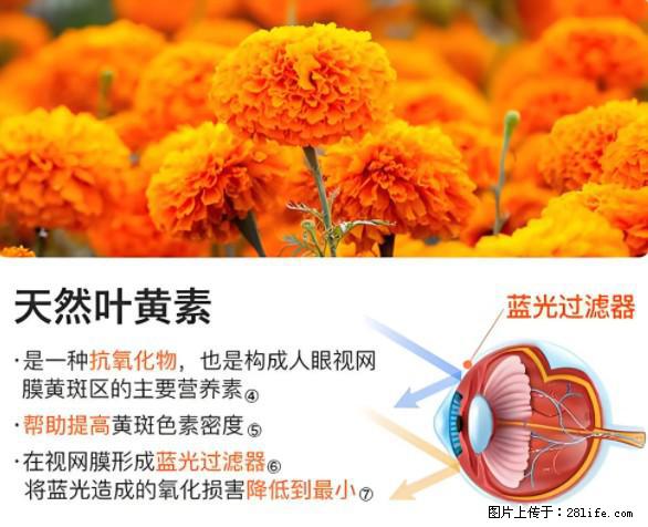 叶黄素有什么功效和作用 - 生活百科 - 香港生活社区 - 香港28生活网 hk.28life.net