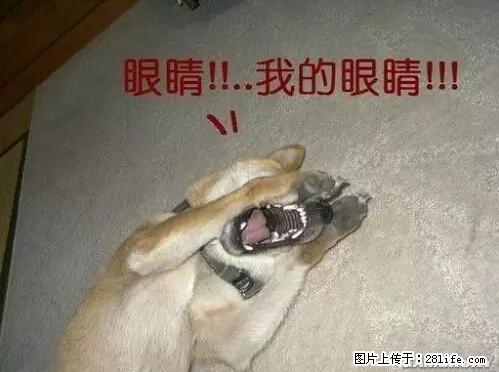 笑癫了！一女的怀孕三年未生，他终于忍不住了... - 娱乐八卦 - 香港生活社区 - 香港28生活网 hk.28life.net