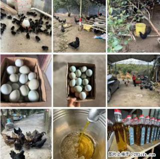 油茶园从小鸡仔开始养起的纯土鸡、土鸡蛋可以预定啦！还有前几天刚榨的纯山茶油哦 - 香港28生活网 hk.28life.net