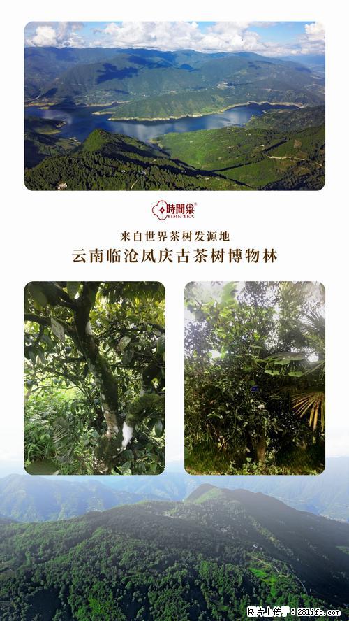 时间果百年古树2025年春红茶 - 购物交流 - 香港生活社区 - 香港28生活网 hk.28life.net