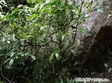 平乐石崖茶，珍贵仅次于金花茶 - 香港生活资讯 - 香港28生活网 hk.28life.net
