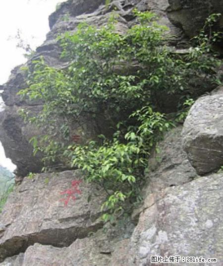 平乐石崖茶，珍贵仅次于金花茶 - 香港生活资讯 - 香港28生活网 hk.28life.net