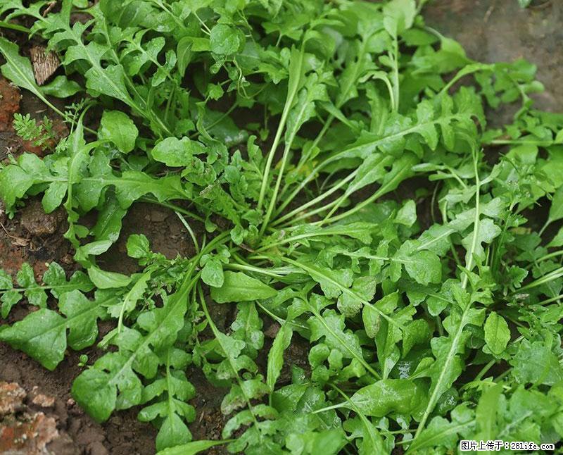 这些蔬菜是“天然钙片”，这6种被医生重点推荐 - 香港生活资讯 - 香港28生活网 hk.28life.net