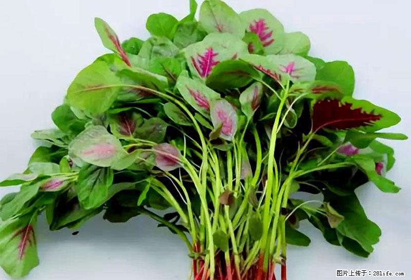 这些蔬菜是“天然钙片”，这6种被医生重点推荐 - 香港生活资讯 - 香港28生活网 hk.28life.net