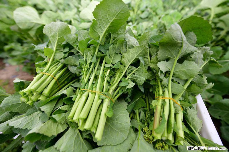 这些蔬菜是“天然钙片”，这6种被医生重点推荐 - 香港生活资讯 - 香港28生活网 hk.28life.net